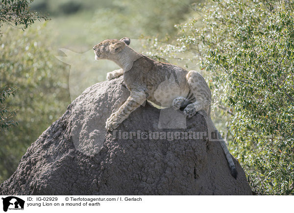young Lion on a mound of earth / IG-02929