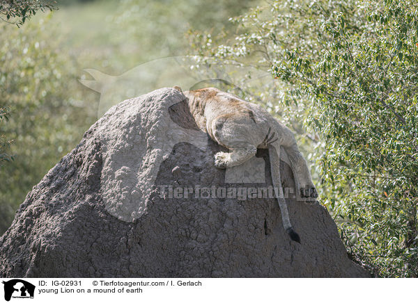 young Lion on a mound of earth / IG-02931