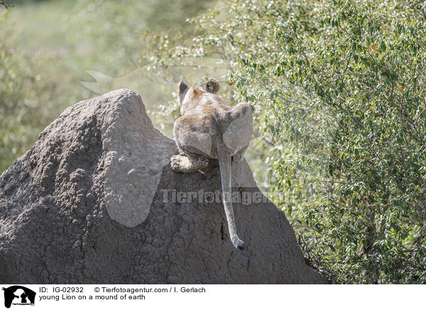 young Lion on a mound of earth / IG-02932
