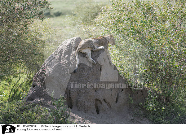 young Lion on a mound of earth / IG-02934