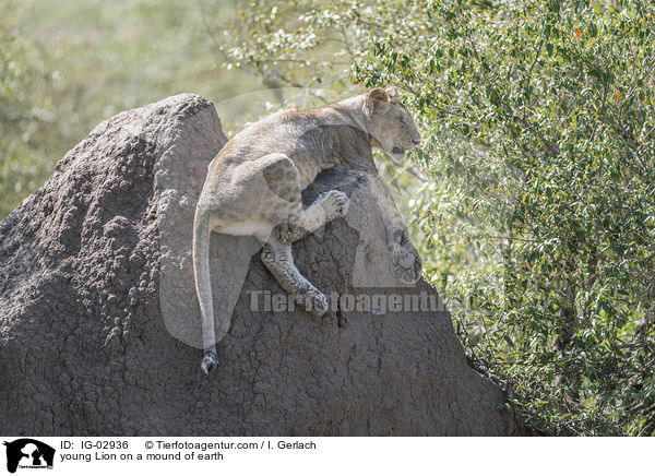 young Lion on a mound of earth / IG-02936