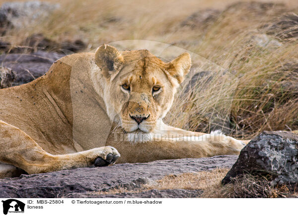 lioness / MBS-25804