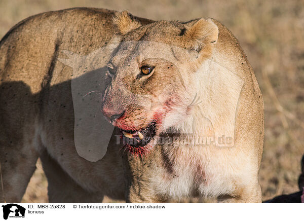 lioness / MBS-25828
