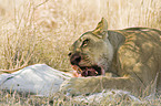 eating lioness