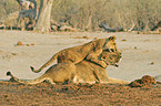playing lions