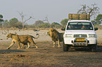 lions and tourists