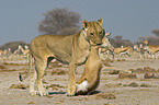 hunting lioness