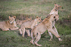 fighting Lion cubs