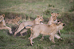 fighting Lion cubs