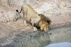 Lion at the water
