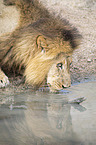 Lion at the water