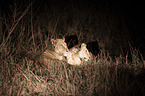 Lions at night