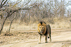 walking Lion