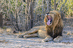 lying Lion
