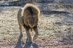walking Lion