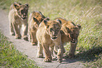 walking Lions