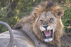 roaring Lion