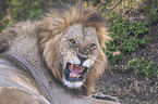 roaring Lion