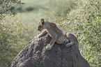 young Lion on a mound of earth