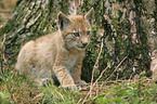 lynx kitten