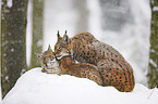 lynxes in snow