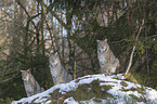 Lynxes in the snow