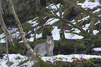 Lynx in the snow