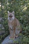 yawning lynx