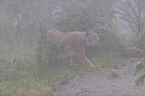 Lynx in the fog