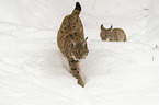 Lynxes in the snow