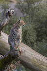 sitting Eurasian Lynx