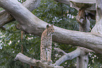 standing Eurasian Lynx