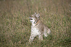 sitting Lynx