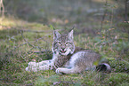 lying Lynx