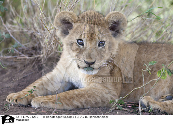 Masai lion / FLPA-01292