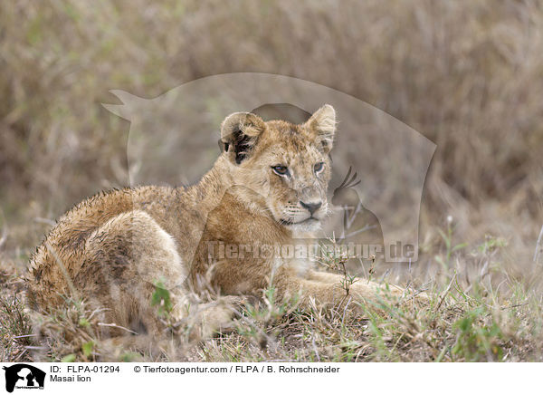 Masai lion / FLPA-01294