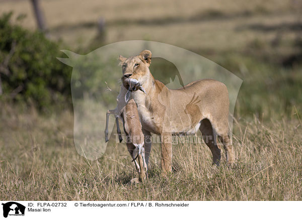 Masai lion / FLPA-02732