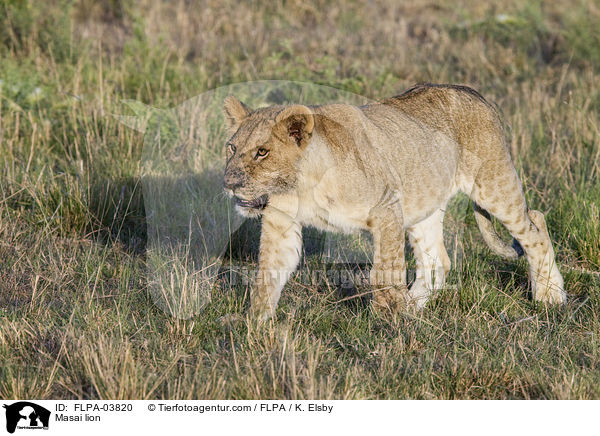Masai lion / FLPA-03820