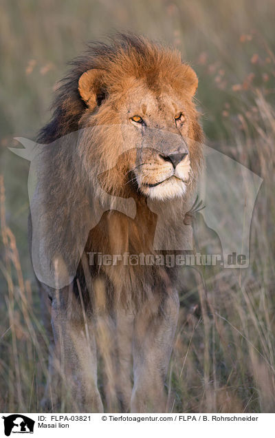 Masai lion / FLPA-03821