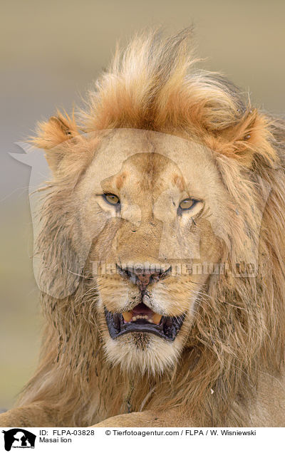 Masai lion / FLPA-03828