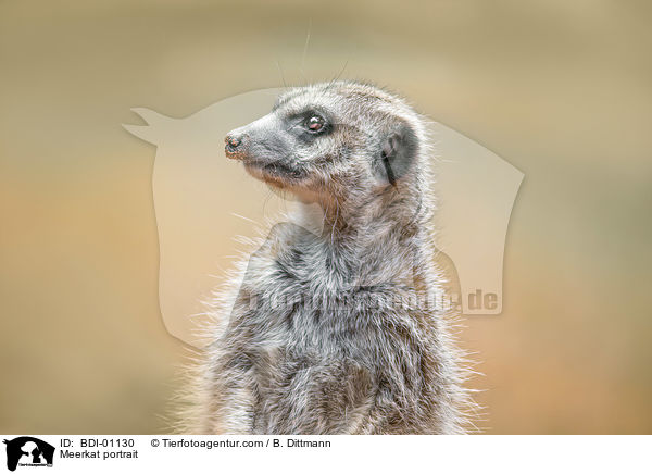 Meerkat portrait / BDI-01130