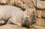 suricat and warthog