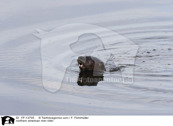 northern american river otter / FF-13705