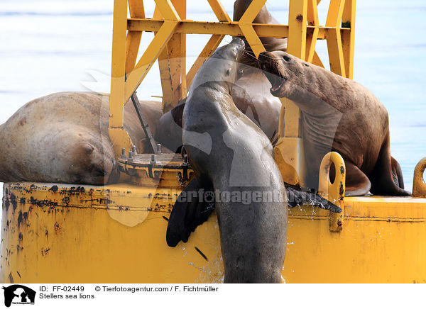 Stellers sea lions / FF-02449