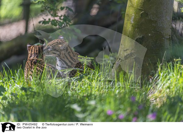 two Ocelot in the zoo / PW-05492