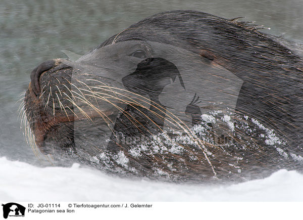 Patagonian sea lion / JG-01114