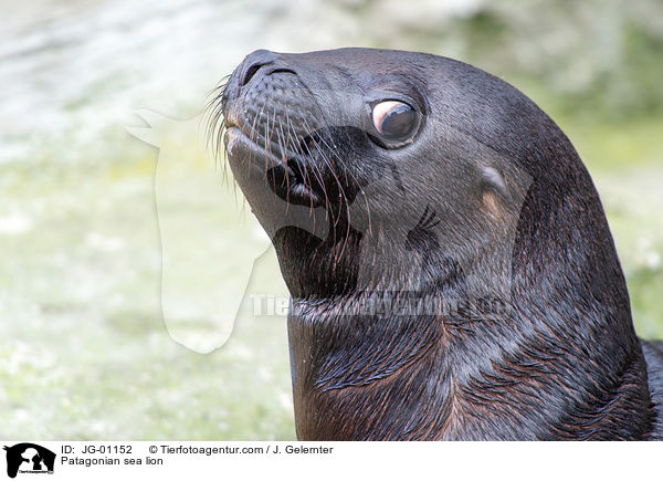 Patagonian sea lion / JG-01152