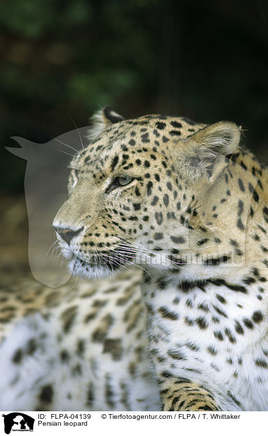 Persian leopard / FLPA-04139