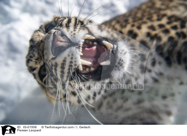 Persian Leopard / IG-01506