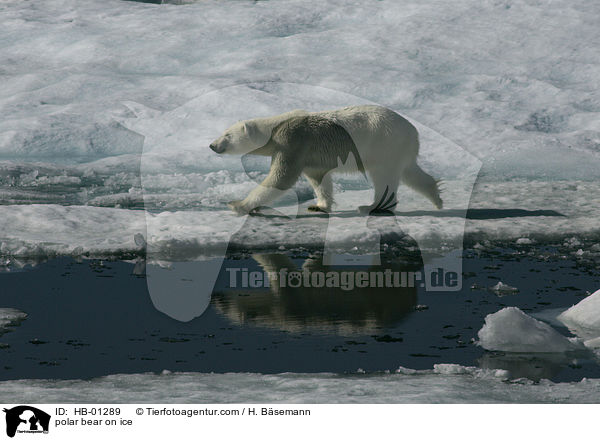 polar bear on ice / HB-01289